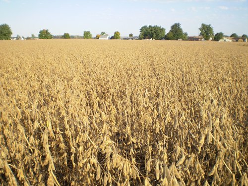 Property photo 6 - 75+/- Acres in 9 Tracts